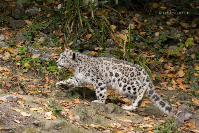 Top, top, stomp baby - Snow Leopard, Rare view, Big cats, Predatory animals, Mammals, Wild animals, Zoo, Young, The photo