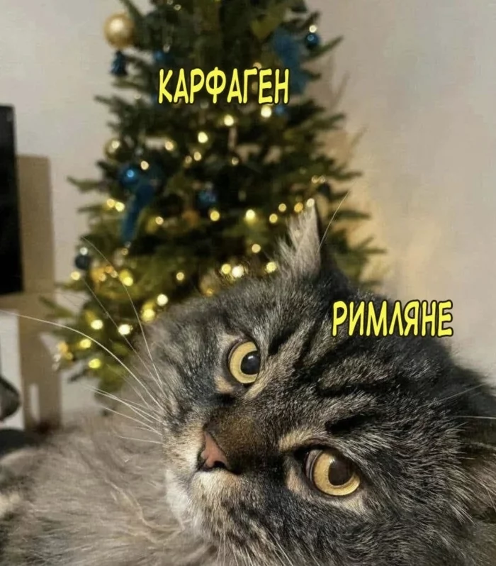 History lesson from the cat Vasily - Picture with text, The photo, cat, Christmas trees, Annually, Christmas tree, Carthage must be destroyed, Carthage, Romans