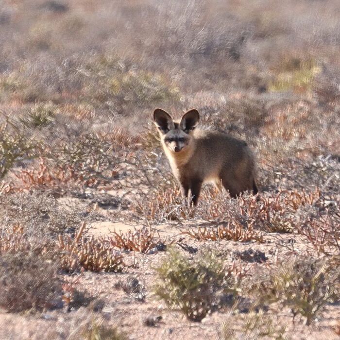 big-eared fox - Big-eared fox, Canines, Predatory animals, Wild animals, wildlife, South Africa, The photo, Longpost