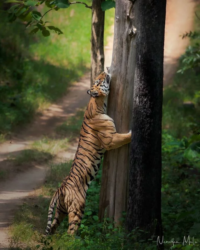 Sometimes you just want to hug someone - Bengal tiger, Tiger, Endangered species, Big cats, Predatory animals, Mammals, Wild animals, wildlife, National park, India, Tree, Hugs, The photo