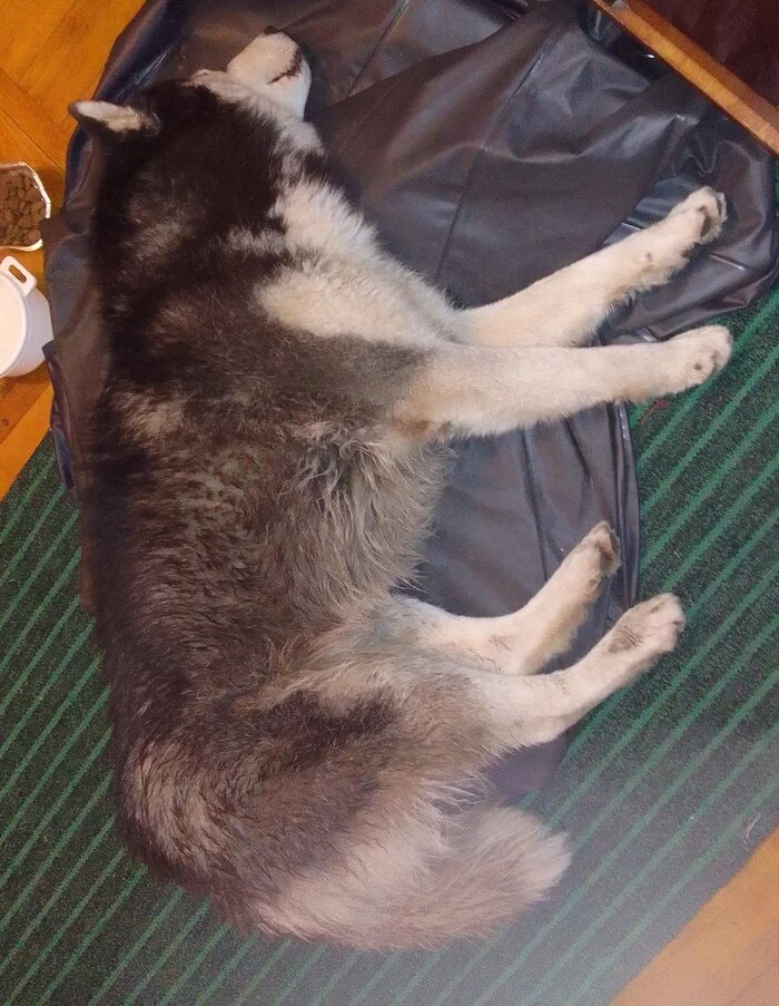 Husky found in Rostov-on-Don - My, Rostov-on-Don, Found a dog, Siberian Husky, Dog