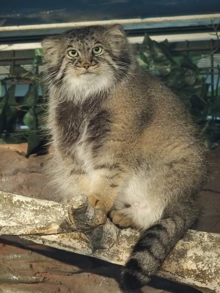 The answer to the post Chur, at the holiday I will be a Snow Maiden - Pet the cat, Pallas' cat, Small cats, Cat family, Wild animals, Zoo, The photo, Fluffy, Reply to post