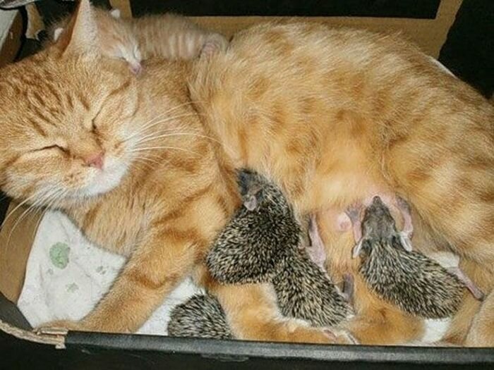 FOSTER MOTHER FOR EZH... - The rescue, Kittens, Homeless animals, Animal Rescue, Overexposure, Hedgehog, Mum, The photo, Longpost, cat