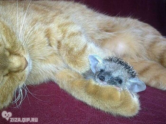 FOSTER MOTHER FOR EZH... - The rescue, Kittens, Homeless animals, Animal Rescue, Overexposure, Hedgehog, Mum, The photo, Longpost, cat