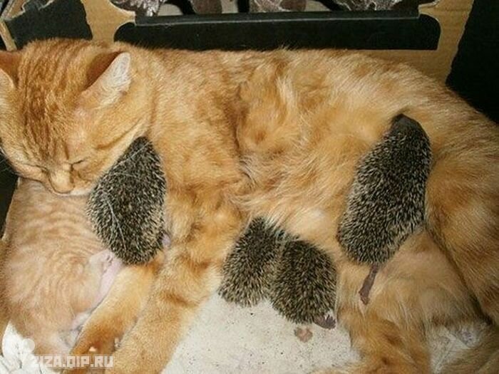 FOSTER MOTHER FOR EZH... - The rescue, Kittens, Homeless animals, Animal Rescue, Overexposure, Hedgehog, Mum, The photo, Longpost, cat