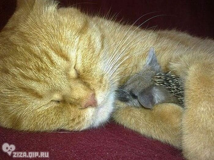 FOSTER MOTHER FOR EZH... - The rescue, Kittens, Homeless animals, Animal Rescue, Overexposure, Hedgehog, Mum, The photo, Longpost, cat