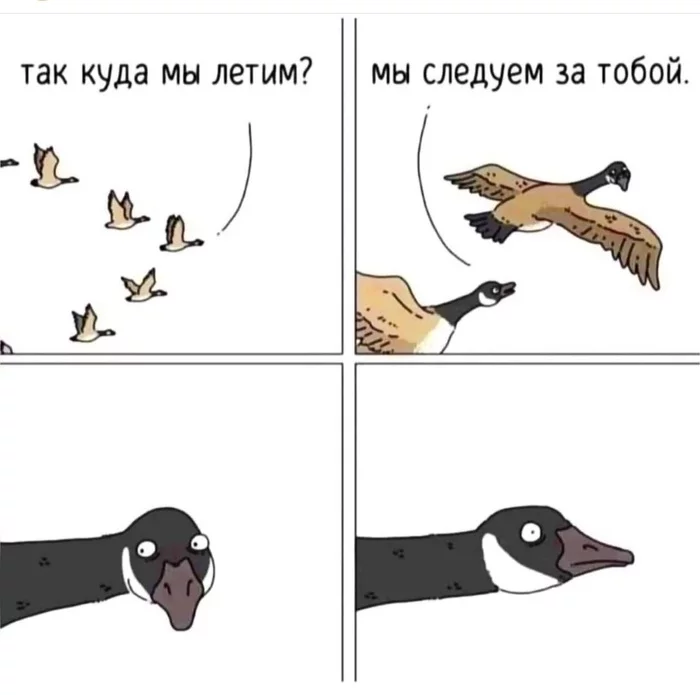 Where are we flying? - Comics, Humor, Гусь, Flight, Theycantalk