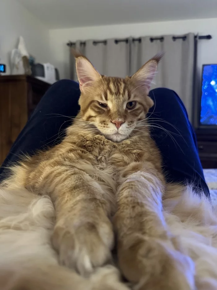 Boniface. Bipedal! You won't move while I'm here relaxing! - My, cat, Redheads, Maine Coon, Longpost, Paws