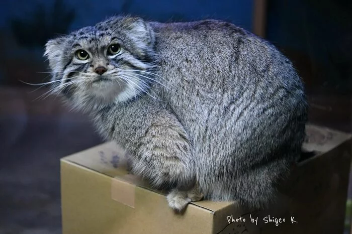 Khe.khe's answer to Is it time to decorate the Christmas tree? - Pet the cat, Pallas' cat, Small cats, Cat family, Wild animals, Zoo, The photo, Fluffy, Reply to post