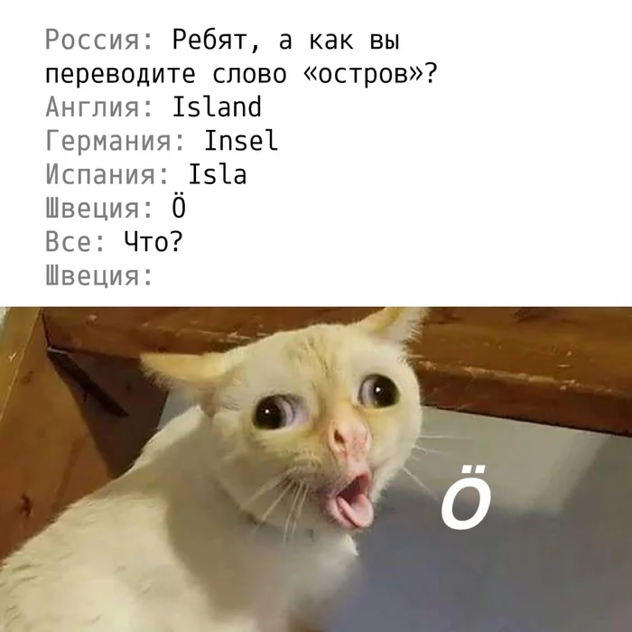 Interesting Swedish - cat, Swedish, Humor, Swedes, Picture with text, Repeat