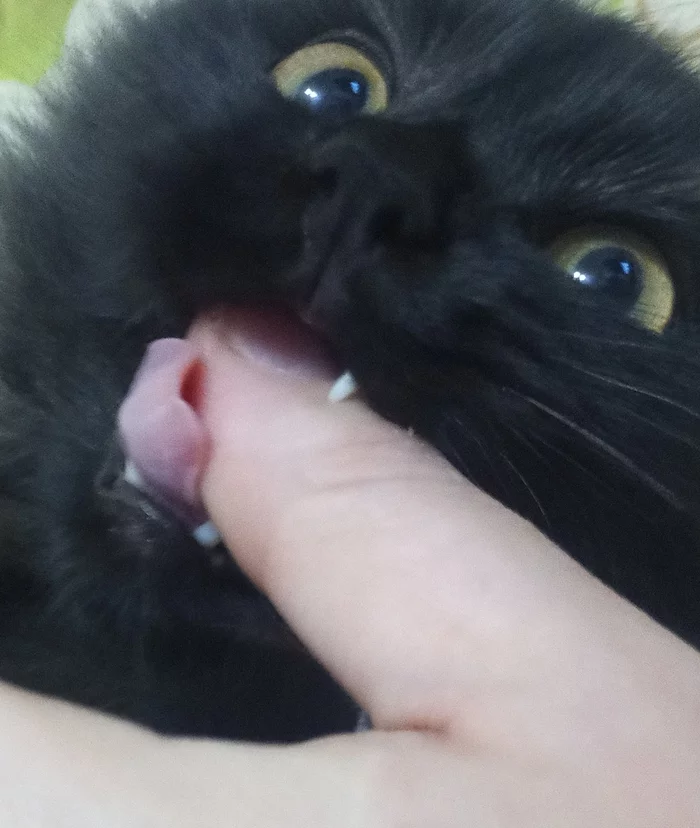 You have an ordinary bite, and we have a tongue. - cat, Mobile photography, Kus, Black cat