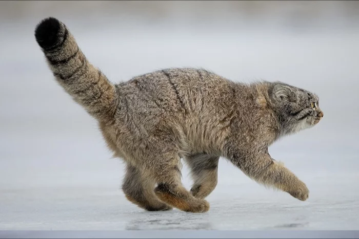 Panamka.enota's answer to “Is it time to decorate the Christmas tree?” - Pet the cat, Pallas' cat, Small cats, Cat family, Wild animals, Zoo, The photo, Fluffy, Reply to post