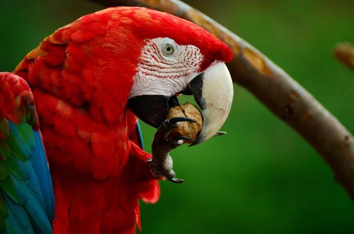 Red White Blue and Green Parrot Bird - Nature, The photo, A parrot, Birds, Filming, Photographer