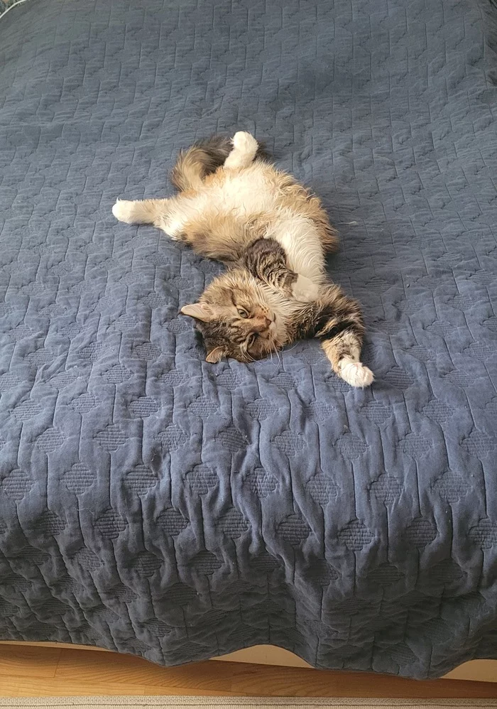 -So many things, so many things,,,, I'll go to sleep - My, Maine Coon, Relaxation, Longpost, cat