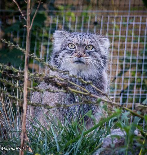 Reply to the post Marjariasana - Pallas' cat, Pet the cat, Small cats, Cat family, Wild animals, The photo, Reply to post