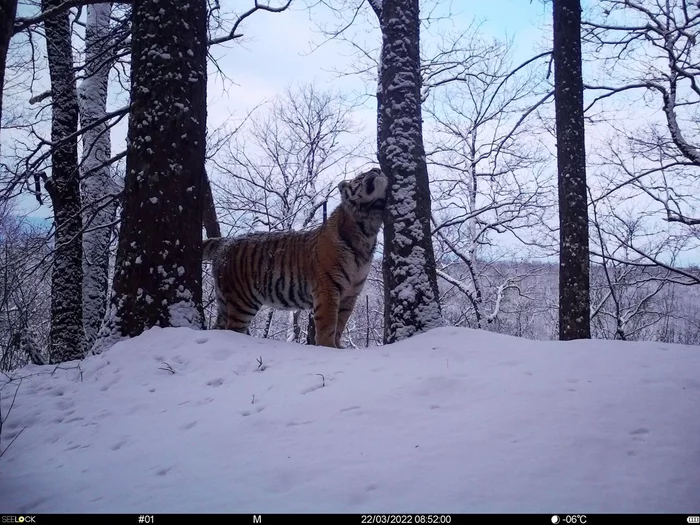 Continuation of the post Tiger on a halt - Amur tiger, Bikin National Park, Primorsky Krai, Tiger, Relaxation, The photo, Big cats, wildlife, Predatory animals, Cat family, Wild animals, beauty, Longpost, Reply to post