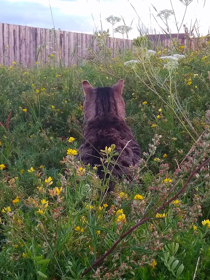 Квас поймал дзен