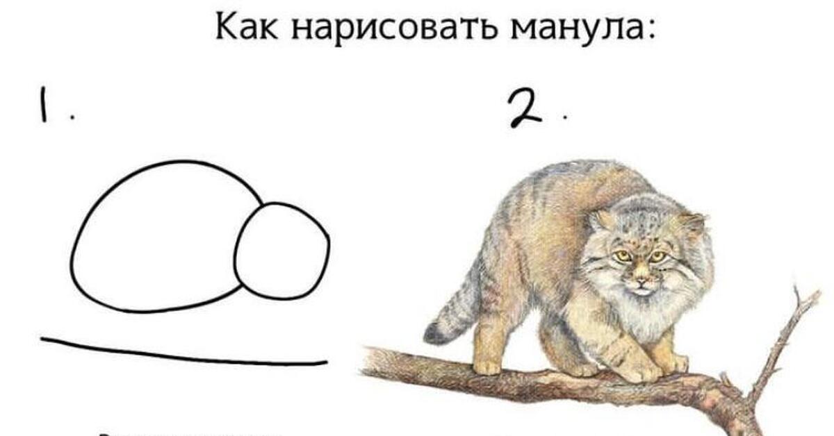 Как нарисовать кота манула