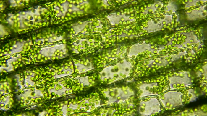 Хлоропласты под микроскопом | Пикабу