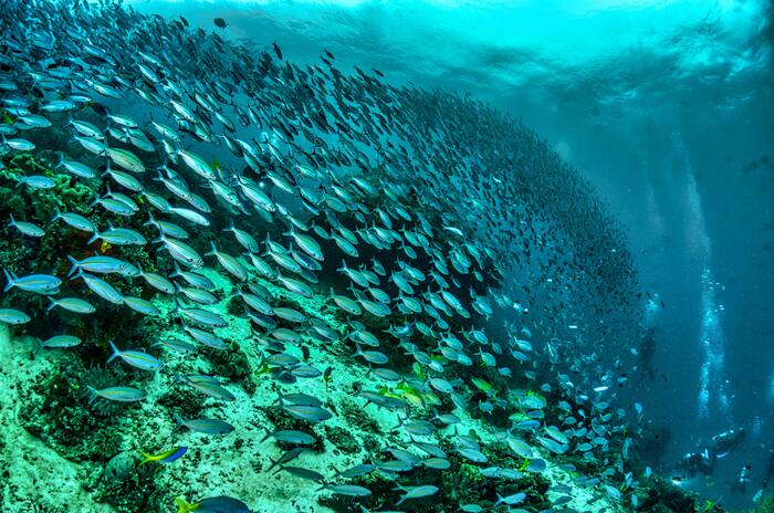 Papua, Indonesia - Nature, A fish, Sea, Ocean, Indonesia, The photo, beauty