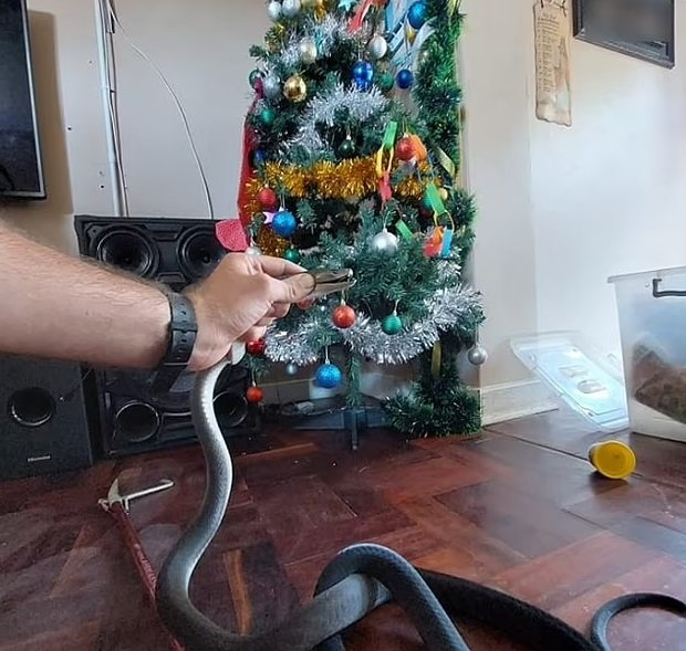 Not the best gift for the holiday under the Christmas tree - Black Mamba, Snake, Poisonous animals, Christmas tree, Life safety, Dangerous animals, South Africa, South Africa, Africa, No casualties, Incident, Longpost