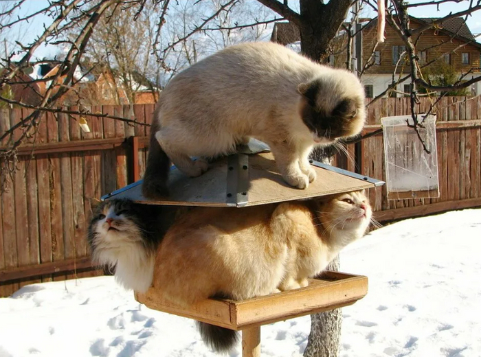 ����� ������� �������� ������