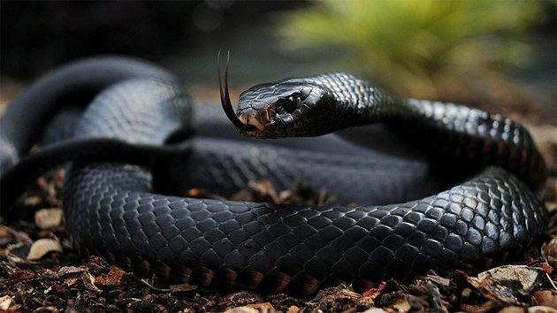 Not the best gift for the holiday under the Christmas tree - Black Mamba, Snake, Poisonous animals, Christmas tree, Life safety, Dangerous animals, South Africa, South Africa, Africa, No casualties, Incident, Longpost