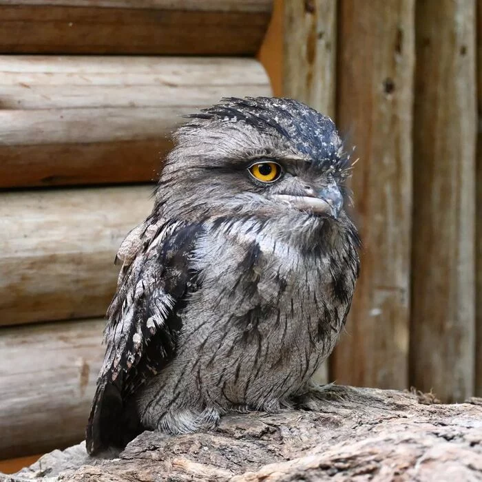 Smoky frogmouth - Smoky frog, Chick, Birds, Mammals, Zoo, The photo, Longpost