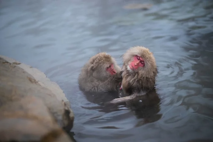 Every year my friends and I go to the bathhouse - Japanese macaque, Toque, Monkey, Primates, The photo, Nagano, The park, Bathing, The hot springs, Japan, Milota, Longpost