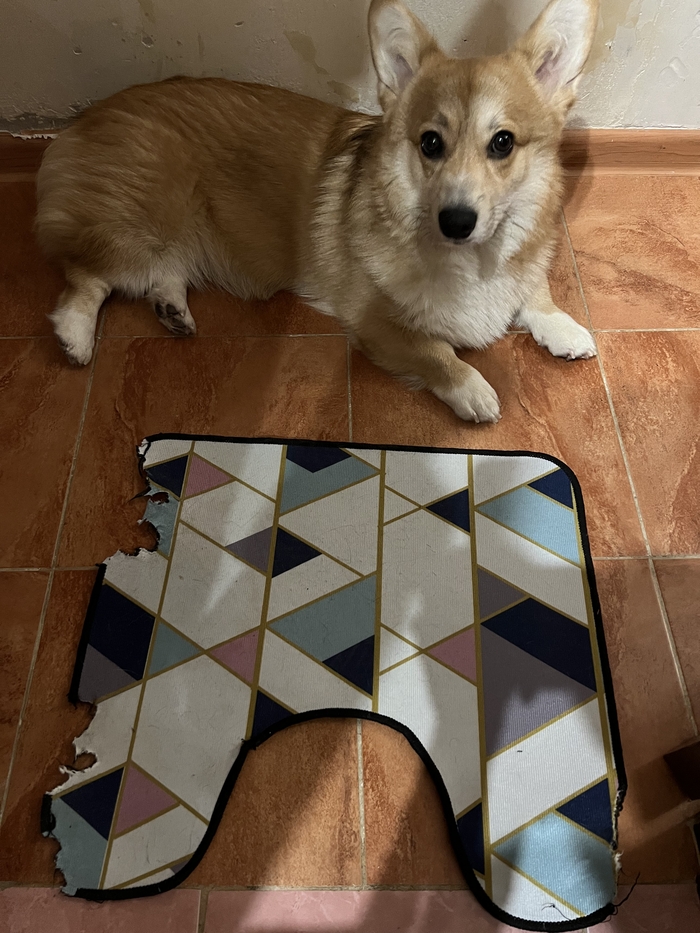 Новый коврик не прошёл проверку…