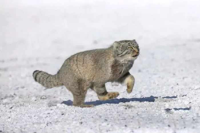 Reply to the post While I was sleeping, the tail was stolen :( - Pallas' cat, Cat family, Pet the cat, Small cats, Wild animals, The photo, Reply to post