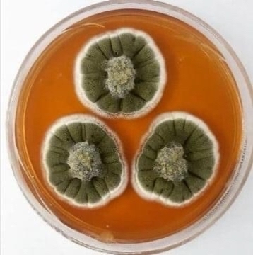 I grew mold is - Mold, Biology, Longpost