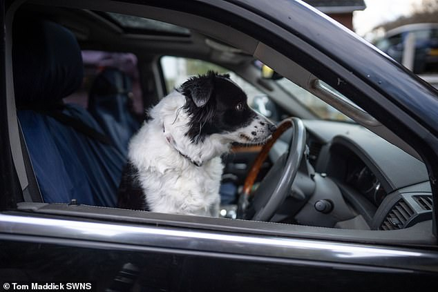 Border Collie unexpectedly became the driver of a Jeep Cherokee - Border Collie, Dog, Pets, Road accident, Jeep, Talented Neighbor, Neighbours, Troubled neighbors, Incident, Great Britain, Video, Youtube, Longpost