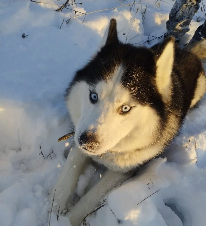 Reply to the post Funny face - My, Dog, Muzzle, Photo on sneaker, Winter, Reply to post