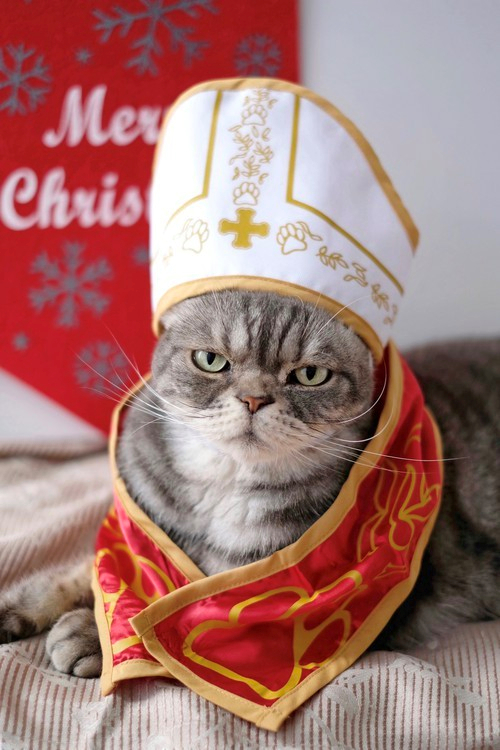 Bow before the holy cat! - cat, The Saints, Images, Memes, Humor