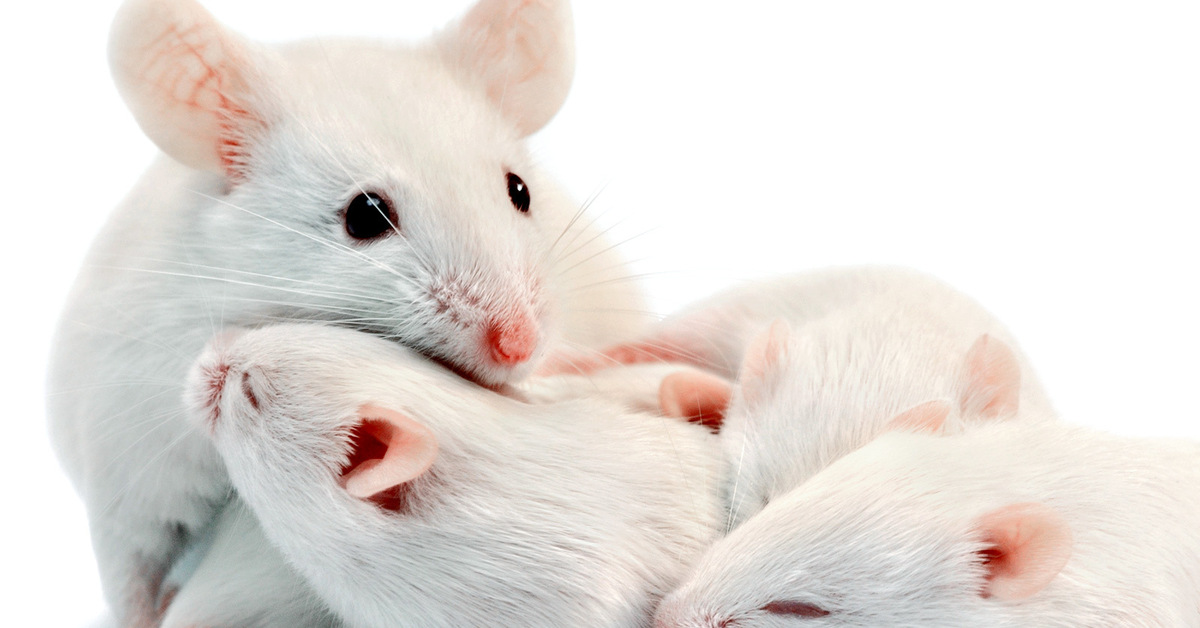 White mouse