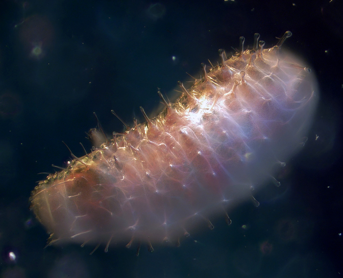 Древнее мягкотелое