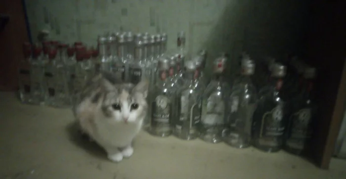 An alcoholic slave - grief in the family ... - My, Alcoholism, cat, Tricolor cat