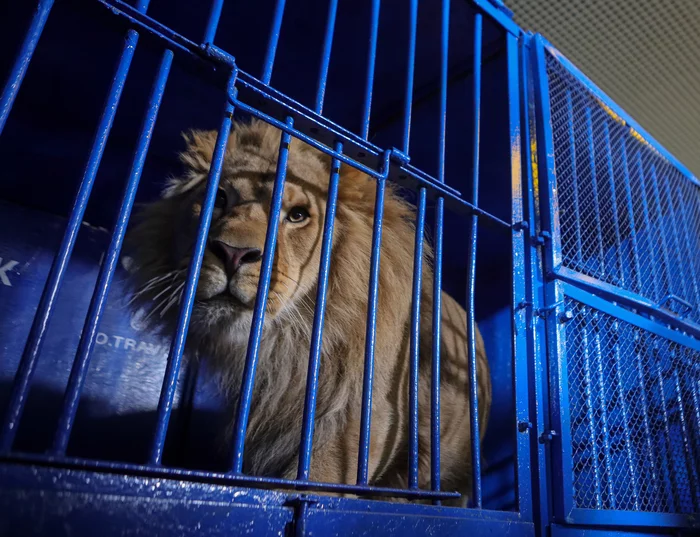 African lion seized in Anapa will be handed over to the Stary Oskol Zoo - My, TASS, Russia, news, a lion, Zoo, Rare view, Court, Fine, Rosprirodnadzor