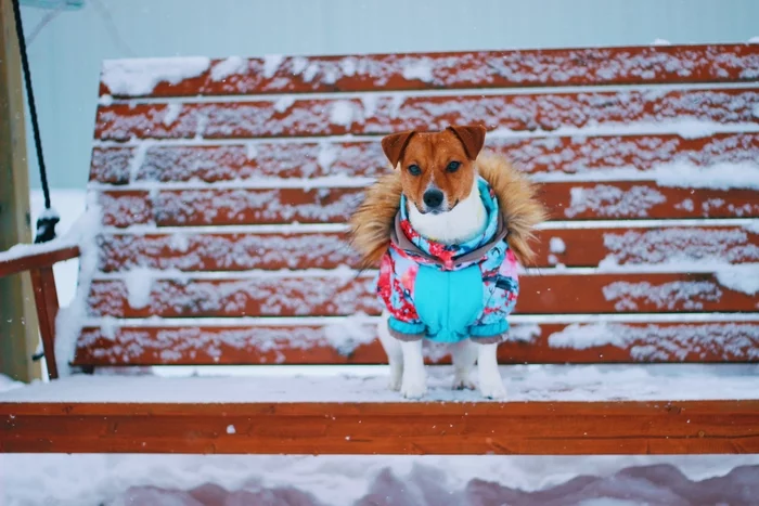 Pas - My, Dog, Jack Russell Terrier, Desktop wallpaper, Snow