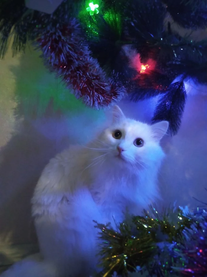 My Christmas beauty - My, cat, New Year, Christmas tree