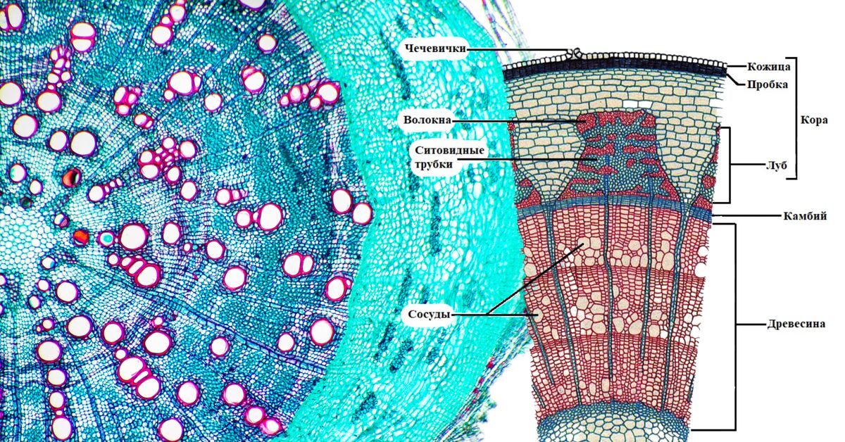 Поперечный срез стебля сосны. Строение поперечного среза древесного стебля. Анатомическое строение стебля хвойных. Стебель хвойных. Стебель хвойных.