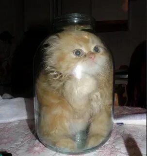 Eh, it wasn't...Kotovuha! - cat, Jar, Post #9721781, Cats are liquid, Repeat