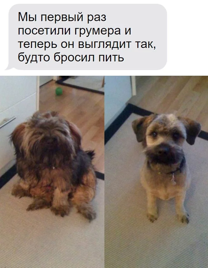 Go to the groomer - Humor, Dog, Grooming, Transformation, Стрижка, Pets