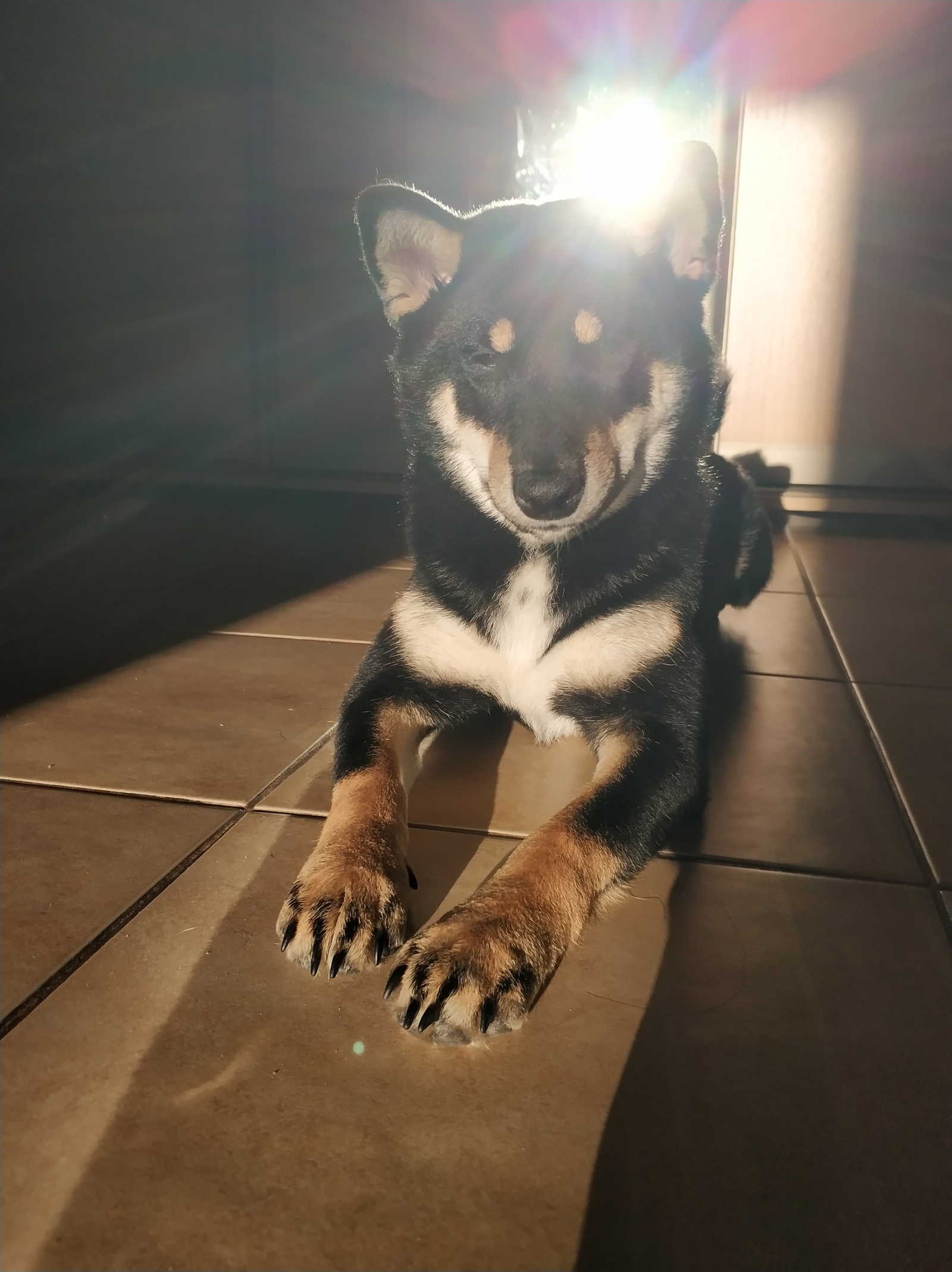 My Mackey 3 - My, Pet, Kazan, Dog, Shiba Inu, Longpost, Pets