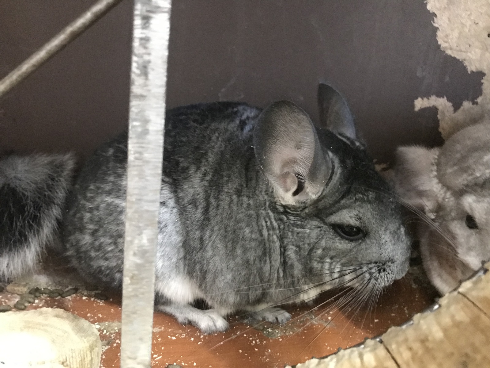 My chinchilla story - My, Chinchilla, Pets, Pet, Longpost