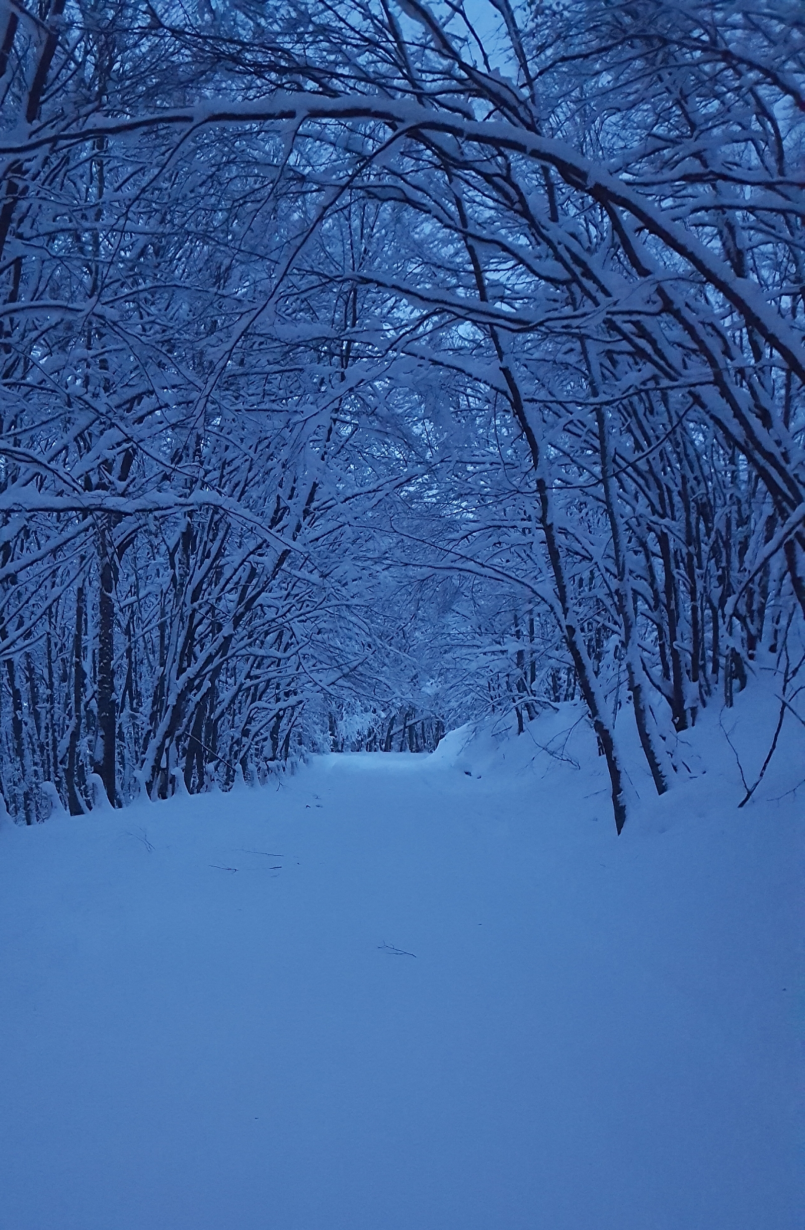 Road to Ai-Petri - My, Winter, Ai-Petri, Nature, beauty