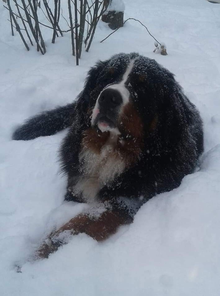 When you're great and you see no reason to hide it. - My, Bernese mountain dog, Winter, Dog