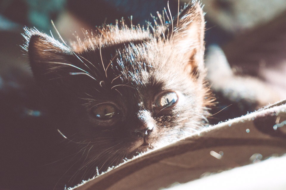 Cute little cat named Chao - My, Milota, Kittens, Longpost, cat