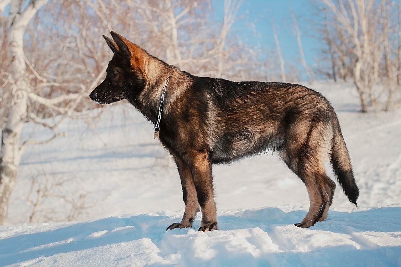 Sheepdog everyday life - German Shepherd, Dog, Longpost